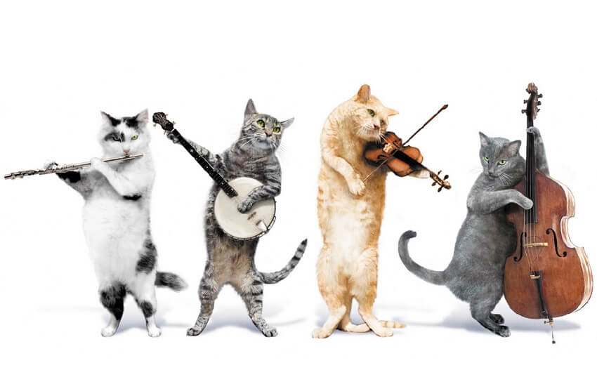 kediler müzik sever mi